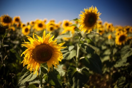 sunny field of sunflowers against the blue skyの写真素材