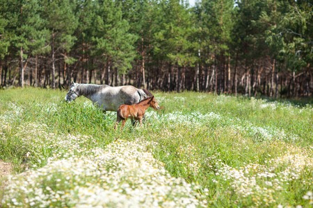 white horse with brown foalの写真素材