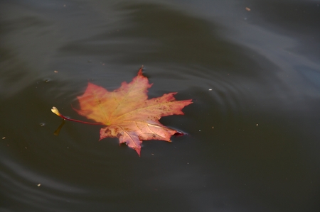 Autumn leaves in a pond. Red and yellowの写真素材
