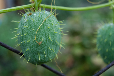 Green fruit wild cucumber. Hanging on a branch. Close-up photoの写真素材