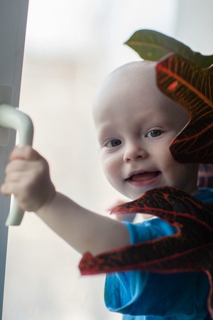 Little boy on the window with a flowerの写真素材