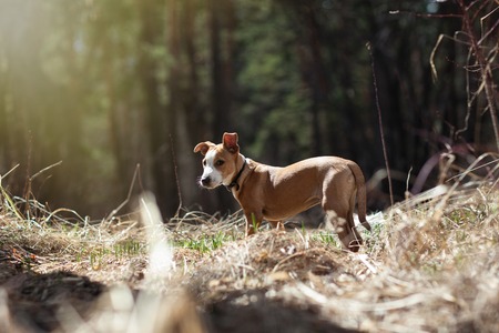 Puppy in the forestの写真素材