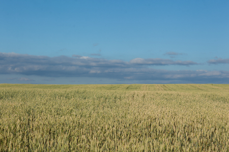 Field with wheat in daylight. Overall planの写真素材