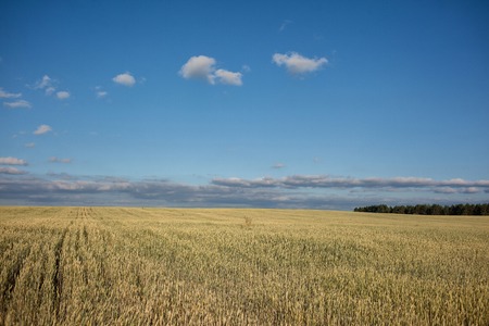 Field with wheat in daylight. Overall plan