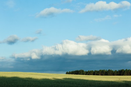 Field with wheat in daylight. Overall planの写真素材