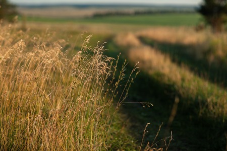 road in a field with grass. Near pine