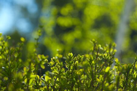 Spring bush on the background of blurred greens