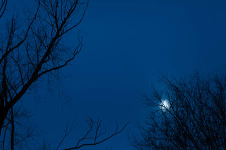 Moon in the dark blue sky through the branches of a treeの写真素材