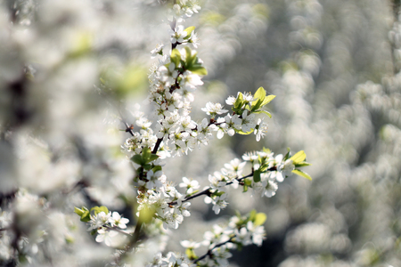 Spring apple blossonの写真素材