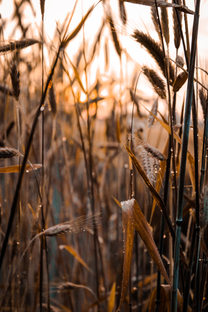 Morning dew on seedsの写真素材