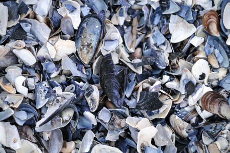 sea ??shellsの写真素材