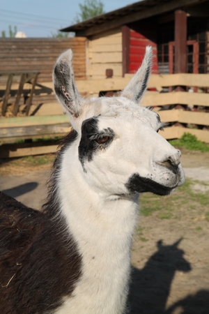 Lama portraitの写真素材