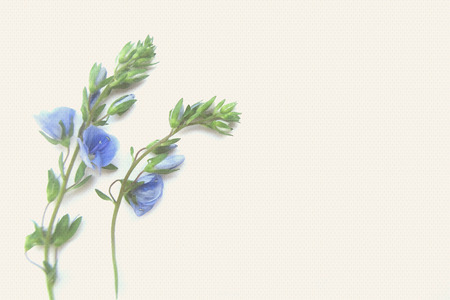 Blue spring flower on a light background.の写真素材