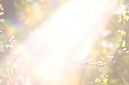 Light burst among trees. Rays of the sun in the garden. The bright sunlight between the forest branches. tree leafs and flowers at under sun rays.の写真素材