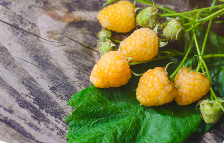 Yellow raspberry fruits with leafs on old textured wooden background. Organic berries closeup. Ripe fresh white raspberry.の写真素材