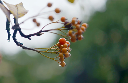 Autumn berries on the tree branch. Fall background with yellow leaves, orange berries in front of blurred background. Autumn tree.の写真素材