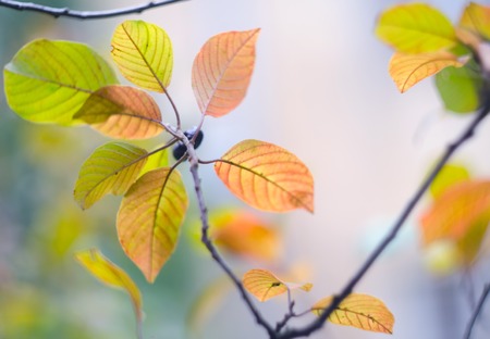 Tree branch with autumn leaves. Autumn background. Yellowed autumn leaves on a branch. Seasonal...