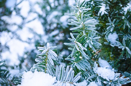 Winter background. Tree in frost. Branches of a Christmas tree covered with snow in cold weather....