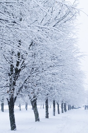 Trees with snow in winter park. A quiet winter forest landscape. Snow on the branches of a trees.の写真素材