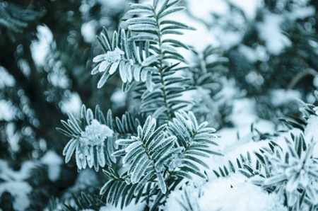Winter background. Tree in frost. Branches of a Christmas tree covered with snow in cold weather. Frozen coniferous branches in white winter. Frosty winter landscape in snowy forest.の写真素材