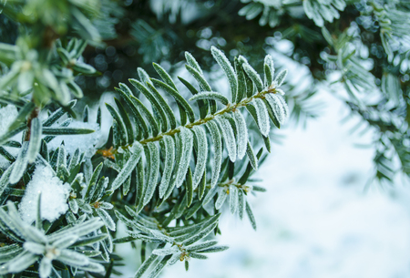 Winter background. Tree in frost. Branches of a Christmas tree covered with snow in cold weather. Frozen coniferous branches in white winter. Frosty winter landscape in snowy forest.の写真素材