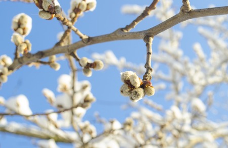 Spring flowering branches of willow. Floral background with pussy willow in bloom. Willow twigs with catkins on blue.の写真素材