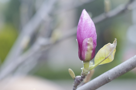 Spring magnolia pink buds on a branch of a tree. Blossom magnolia flower in nature. Beautiful spring bloom.の写真素材