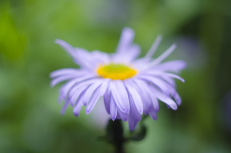 Vibrant purple daisy flower on a green blurred background. Spring and summer flower.の写真素材