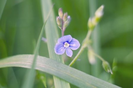 Wild violet flower blooming among the green grass. Beautiful summer flower on natural green background. Close-up.の写真素材