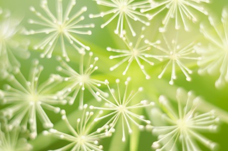 Macro of dill flowers. Close up flower of green fennel. Natural background. Green background.の写真素材