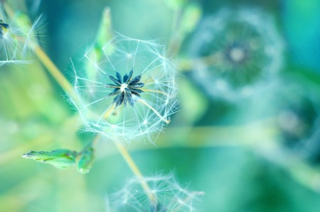 White fluffy dandelion on the blurred background.の写真素材