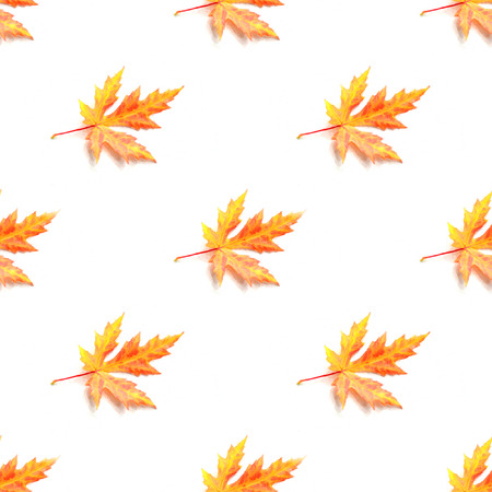 Autumn maple leaves on a white background. Watercolor picture. Textile fabric print. Wrapping paper. Sealmess pattern.の写真素材
