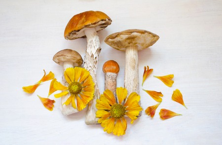 Aspen mushrooms. Orange-cap mushroom isolated on wooden background with flowers.の写真素材