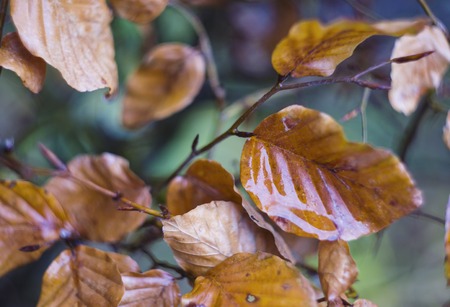Tree branch with wet autumn leaves. Autumn background.