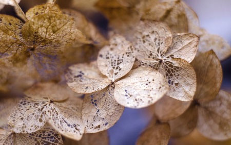 Hydrangea. Skeletoned petals. Hydrangea skeleton Dead hydrangea flowers