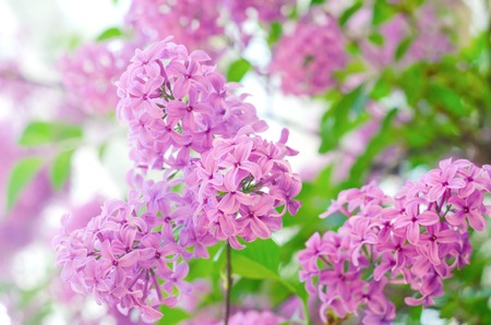 Purple lilac bush blooming. The beautiful fresh lilac violet flowers. Close up of lilac blossoms....