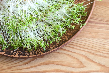 Alfalfa sprouts on a clay plate on a wooden background. Organic microgreens.の写真素材