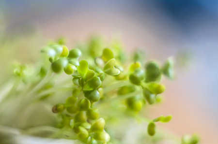 Lucerne sprouts macrophotographs on the exfoliated background.Mikrogreen super-food.