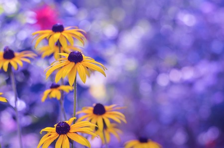 Rudbeki? flowers on a rough background with a boke. The photo is autumn