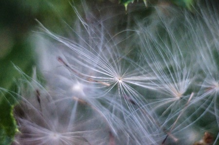 White fluffy dandelion on the blurred background.