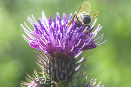 A flower thistle with a bee. Beautiful summer flower on natural green background. Close-up.の写真素材