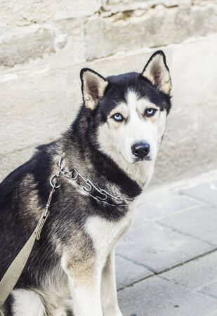 Adult husky breed dog on stone wall background.Animal photo.の写真素材