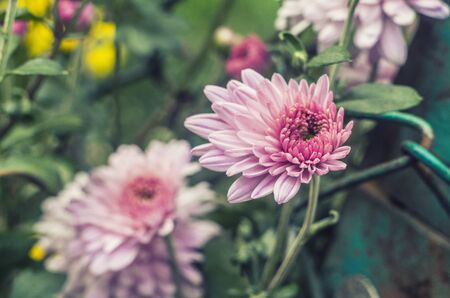 Pink chrysanthemum on metal mesh fence. Photo of autumn.の写真素材