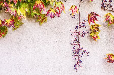 Autumnal ornamental grapes on the background of a light wall. Autumn seasonal photo.の写真素材