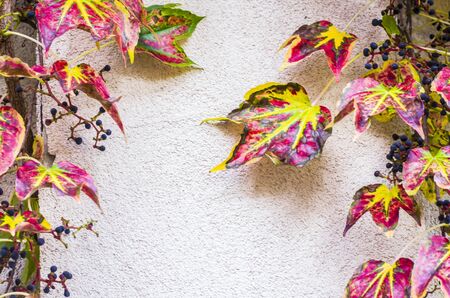 Autumnal ornamental grapes on the background of a light wall. Autumn seasonal photo.の写真素材