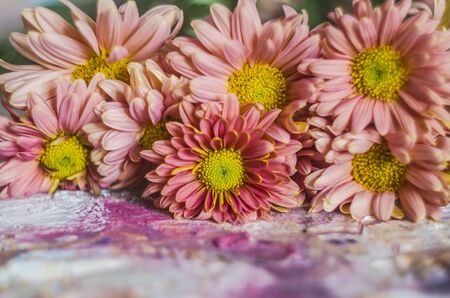 Pink apricot chrysanthemums on a picturesque background. Photo of autumn flowers .の写真素材