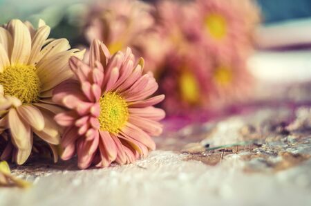 Pink apricot chrysanthemums on a picturesque background. Photo of autumn flowers .の写真素材