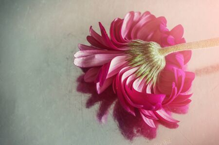 Gerbera pink on a mirror blurred background. Floral photo with place for text.の写真素材