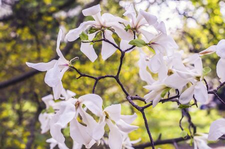 White Magnolia on a blurred background. Spring photo.の写真素材