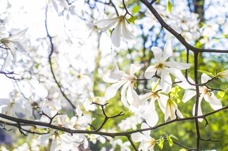 White Magnolia on a blurred background. Spring photo.の写真素材